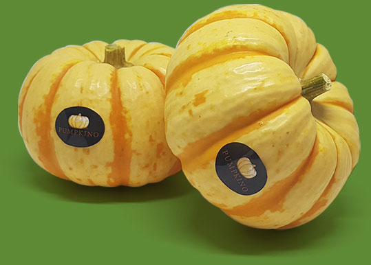 Pumpkino